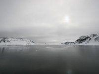 NO, Spitsbergen, Fuglesangen 24, Saxifraga-Bart Vastenhouw