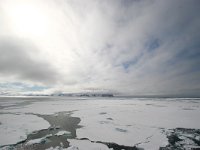 NO, Spitsbergen, Fuglesangen 6, Saxifraga-Bart Vastenhouw