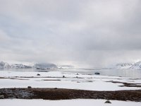 NO, Spitsbergen, Ny London 1, Saxifraga-Bart Vastenhouw