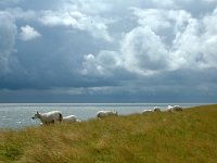 NL, Noord-Holland, Texel, Waddenzeedijk 1, Saxifraga-Piet Munsterman