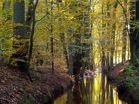Hierdensebeek  Stroomgebied Hierdensebeek in de Leuvenhorst : Hierdensebeek in het leuvenumse bos