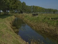 NL, Noord-Brabant, Hilvarenbeek, Spruitenstroompje 7, Saxifraga-Jan van der Straaten
