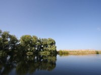 RO, Tulcea, Donau Delta 10, Saxifraga-Bart Vastenhouw