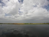 RO, Tulcea, Donau Delta 16, Saxifraga-Bart Vastenhouw