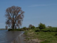 NL, Noord-Brabant, 's-Hertogenbosch, De Koornwaard 45, Saxifraga-Jan van der Straaten