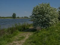 NL, Noord-Brabant, 's-Hertogenbosch, De Koornwaard 73, Saxifraga-Jan van der Straaten