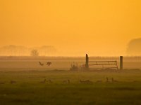 Raptor is overlooking fields  Raptor is overlooking fields during spectacular orange sunset : Netherlands, Noordenveld, atmosphere, autumn, bird, bird of prey, boom, creative nature, crow, dageraad, dawn, dusk, dutch, fence, field, fog, gans, gate, geel, goose, gras, grass, groningen, haze, hek, hekwerk, hemel, herfst, holland, hoogtezon, kraai, landelijk, landscape, leek, leekstermeer, lente, licht, light, matsloot, mist, natura 2000, natural, nature, natuur, natuurlijk, nederland, nederlands, nevel, omheining, orange, oranje, raptor, roofvogel, rudmer zwerver, rural, sandebuur, scene, schemering, sfeer, sky, spectaculair, spectacular, spring, summer, sun, sunbeam, sunlight, sunray, sunrise, sunset, sunshine, tree, veld, vogel, yellow, zomer, zon, zonlicht, zonneschijn, zonnestraal, zonsondergang, zonsopgang