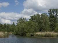 NL, Noord-Brabant, Drimmelen, Keizersdijk 1, habitat Haliaeetus albicilla, Zeearend, Saxifraga-Jan van der Straaten