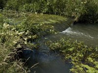 Water fringe vegetation-Oevervegetatie