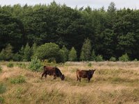 NL, Drenthe, Aa en Hunze, Tweelingen 8, Saxifraga-Hans Dekker