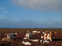 NL, Drenthe, De Wolden, Kraloerheide 15, Saxifraga-Hans Dekker