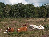 NL, Drenthe, De Wolden, Steenberger Veld 1, Saxifraga-Hans Dekker