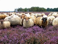 NL, Drenthe, Dwingeloo 1, Saxifraga-Hans Dekker