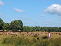 NL, Drenthe, Midden-Drenthe, Orvelte 67, Saxifraga-Hans Dekker