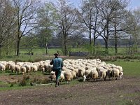 NL, Drenthe, Westerveld, Doldersum 6, Saxifraga-Hans Dekker