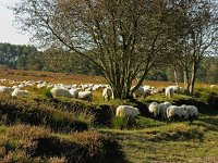 NL, Drenthe, Westerveld, Havelterberg 16, Saxifraga-Hans Dekker