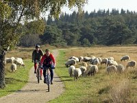 NL, Drenthe, Westerveld, Havelterberg 55, Saxifraga-Hans Dekker