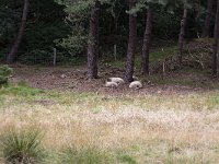 Small herd of Drenthe Heath Sheep (Drents Heideschaap) used for vegetition manemant in forest  Small herd of Drenthe Heath Sheep (Drents Heideschaap) used for vegetition manemant in forest : Small herd of Drenthe Heath Sheep (Drents Heideschaap) used for vegetition manemant in forest