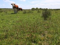 NL, Friesland, Ameland, Noordkeeg 1, Saxifraga-Hans Boll