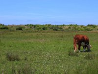 NL, Friesland, Ameland, Noordkeeg 3, Saxifraga-Hans Boll