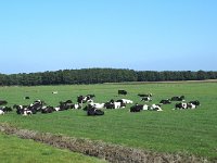 NL, Friesland, Nijefurd, Groote Warnser Zuiderpolder 3, Saxifraga-Jan van der Straaten