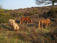 NL, Gelderland, Rheden, Herikhuizerveld 1, Saxifraga-Henk Sierdsema