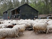 NL, Gelderland, Rheden, Schaapskooi Heuven in Nationaal Park Veluwezoom 1, Saxifraga-Tom Heijnen