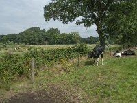 NL, Noord-Brabant, Alphen-Chaam, Strijbeekse Heide 1, Saxifraga-Willem van Kruijsbergen