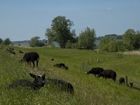 NL, Noord-Brabant, Altena, Amer 13, Saxifraga-Marijke Verhagen