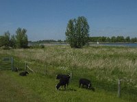 NL, Noord-Brabant, Altena, Amer 16, Saxifraga-Jan van der Straaten