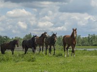 NL, Noord-Brabant, Altena, Polder Lange Plaat 1, Saxifraga-Jan van der Straaten