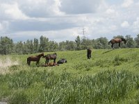 NL, Noord-Brabant, Altena, Polder Lange Plaat 19, Saxifraga-Willem van Kruijsbergen