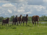 NL, Noord-Brabant, Altena, Polder Lange Plaat 2, Saxifraga-Jan van der Straaten