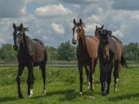 NL, Noord-Brabant, Altena, Polder Lange Plaat 5, Saxifraga-Jan van der Straaten