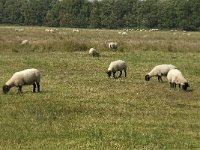 NL, Noord-Brabant, Boxtel, Banisveld 1, Saxifraga-Jan van der Straaten