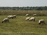 NL, Noord-Brabant, Boxtel, Banisveld 3, Saxifraga-Jan van der Straaten