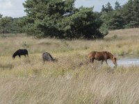 NL, Noord-Brabant, Boxtel, Kampina, Kromvennen 2, Saxifraga-Willem van Kruijsbergen