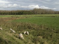 NL, Noord-Brabant, Heusden, Zeedijk 19, Saxifraga-Jan van der Straaten