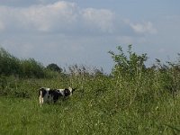 NL, Noord-Brabant, Hilvarenbeek, Spruitenstroompje 17, Saxifraga-Jan van der Straaten