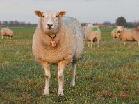 NL, Noord-Brabant, Oirschot, Paardse Heide 1, Saxifraga-Tom Heijnen