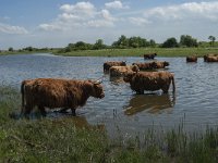 NL, Noord-Brabant, Steenbergen, Botkreek 9, Saxifraga-Jan van der Straaten