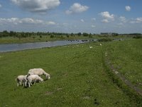 NL, Noord-Brabant, Steenbergen, Dintelse Gorzen 16, Saxifraga-Jan van der Straaten