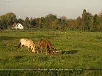 NL, Noord-Brabant, Waalwijk, De Dullaard 19, Saxifraga-Jan van der Straaten