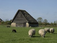 NL, Noord-Holland, Texel, De Hooge Berg 2, Saxifraga-Jan van der Straaten