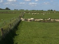 NL, Noord-Holland, Texel, De Hooge Berg 6, Saxifraga-Jan van der Straaten