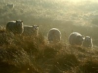 NL, Noord-Holland, Texel, Den Hoorn 1, Saxifraga-Piet Munsterman