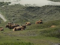 NL, Noord-Holland, Texel, Groote Vlak 10, Saxifraga-Willem van Kruijsbergen