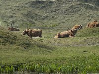 NL, Noord-Holland, Texel, Groote Vlak 9, Saxifraga-Willem van Kruijsbergen