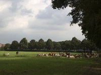 Roodbonte koeien rustend : agriculture, cattle, cows, peace, red and white, relaxation, rest