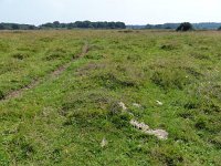 NL, Overijssel, Ommen, Junner Koeland 1, Saxifraga-Mark Zekhuis